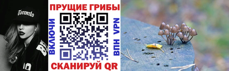 Купить где  Ворсма  Псилоцибиновые грибы мицелий 